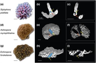 Quantifying attributes of boring bivalve populations in corals using micro-computed tomography